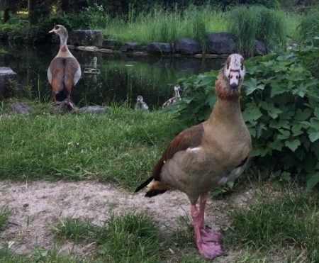008 Park along the river Main, Rüsselsheim DE
